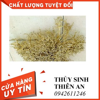 XƯƠNG CHÙM NHÁNH GHÉP CÀNH THỦY SINH