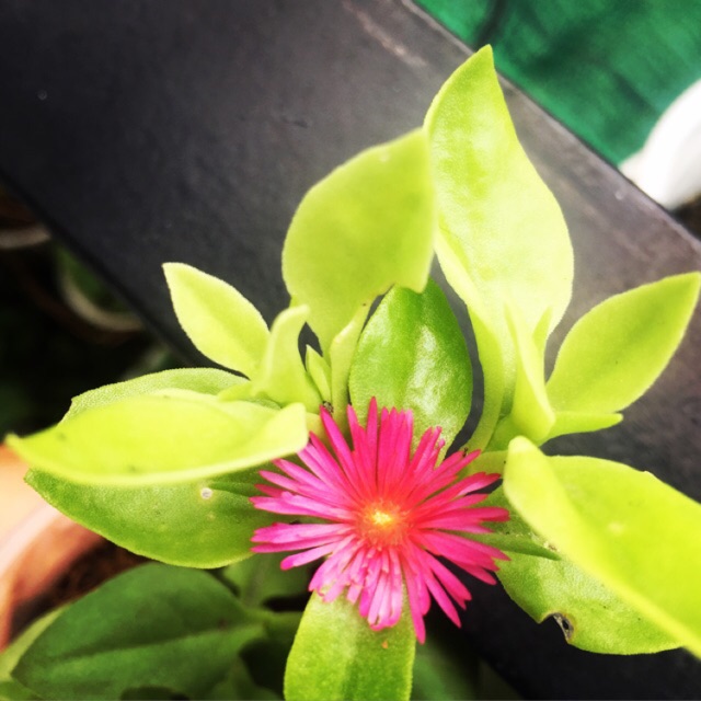 Cây giống Baby Sun Rose