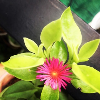 Cây giống Baby Sun Rose