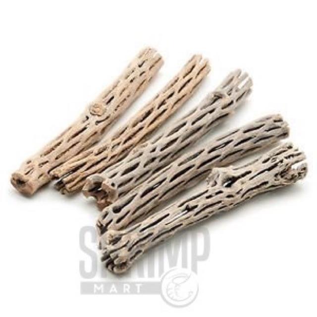 LŨA CHOLLA WOOD (SIZE NHỎ)