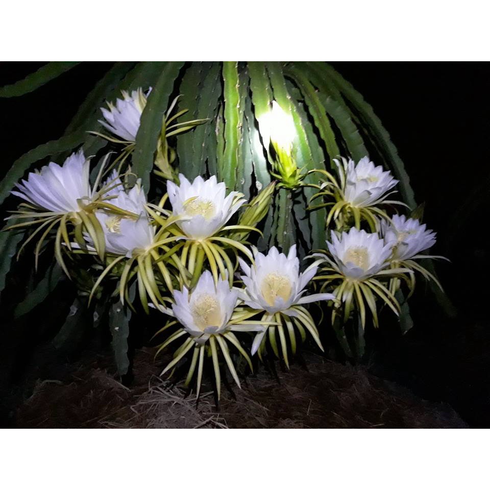 Cây thanh long ruột đỏ sai trái dễ trồng