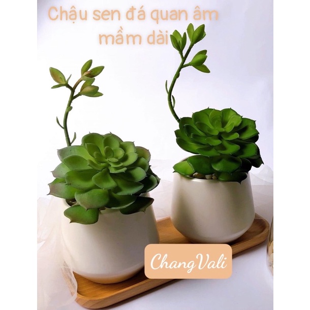 Chậu cây giả để bàn-Chậu sen đá ,Xương rồng -nhiều mẫu,trang trí decor siêu xinh