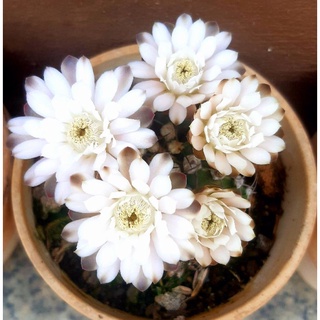 xương rồng gym vân gieo hạt..