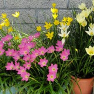 combo 10 cây Hoa tóc tiên đủ màu sắc