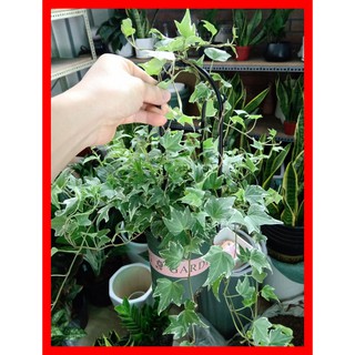 Cây Thường Xuân Lá Đốm Chậu Treo ( Xanh Mướt lá )