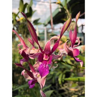 Chậu cây lan dendro nắng tai Thỏ Đỏ - Hoa bền, màu sắc tươi sáng rất lâu tàn