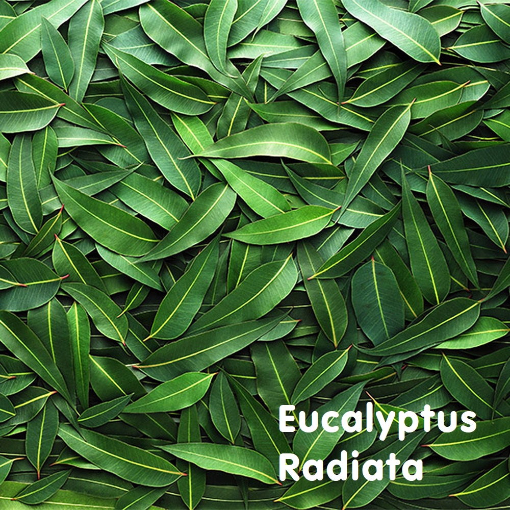 Tinh dầu Khuynh diệp Eucalyptus Radiata Essential Oil (Bạch đàn Radiata)