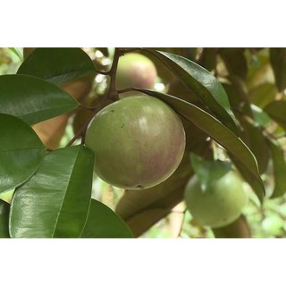 cây giống vú sữa lò rèn