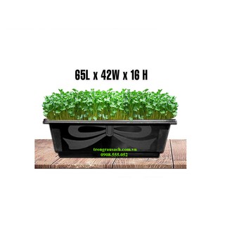 10 Khay Nhựa Trồng Rau 65x42x16cm nhựa Tân Hoa Thịnh