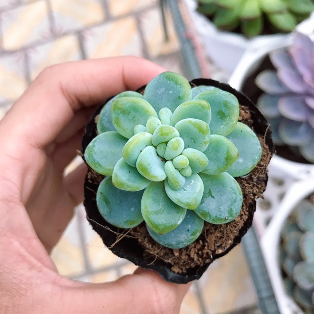 Sen Đá Sỏi Thiên Thanh |FREESHIP| XUẤT XỨ VIỆT NAM, ĐÃ THUẦN KHÍ HẬU, SIÊU KHOẺ ĐẸP, LỖI 1 ĐỔI 1