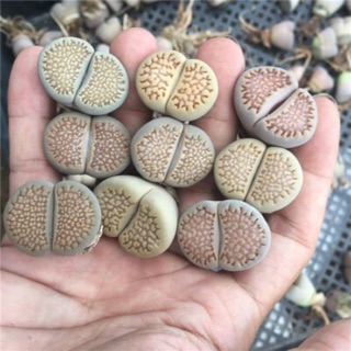 Cây Lithops 1.7-2.7cm, lithops 2 đầu