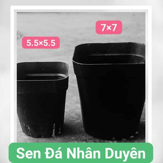 10 Chậu nhựa trồng sen đá, xương rồng