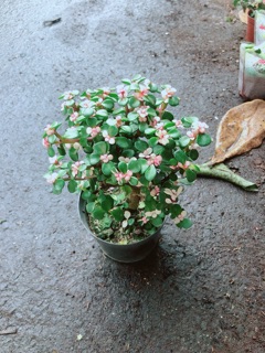 Chậu đô la kiểng