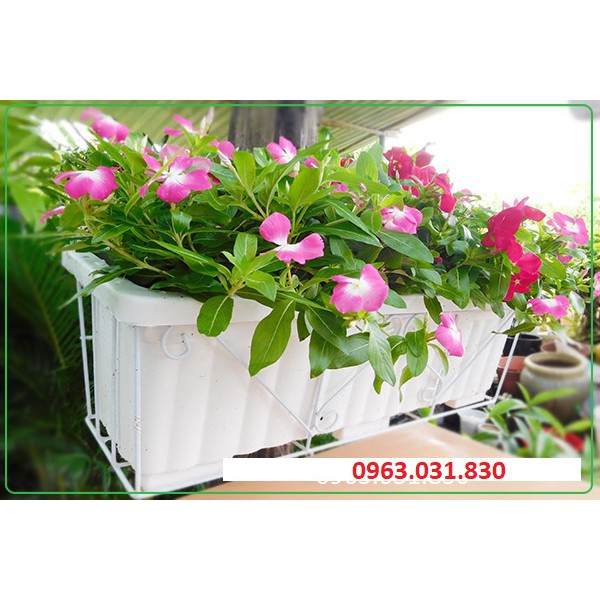 Chậu chữ nhật ban công (gân sóng), móc treo ban công kt 48x21cm