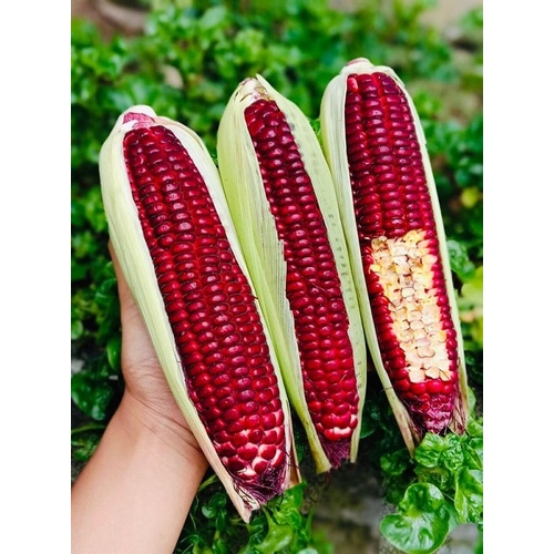 Hạt giống bắp tím (ngô tím) nữ hoàng giống F1 năng suất cao