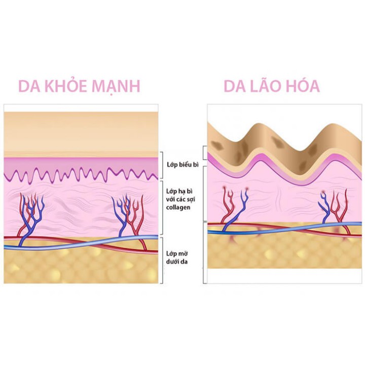 Viên uống bổ sung collagen youtheory Type 1 2 và 3 hộp 290/390 viên Healthy care quatangme