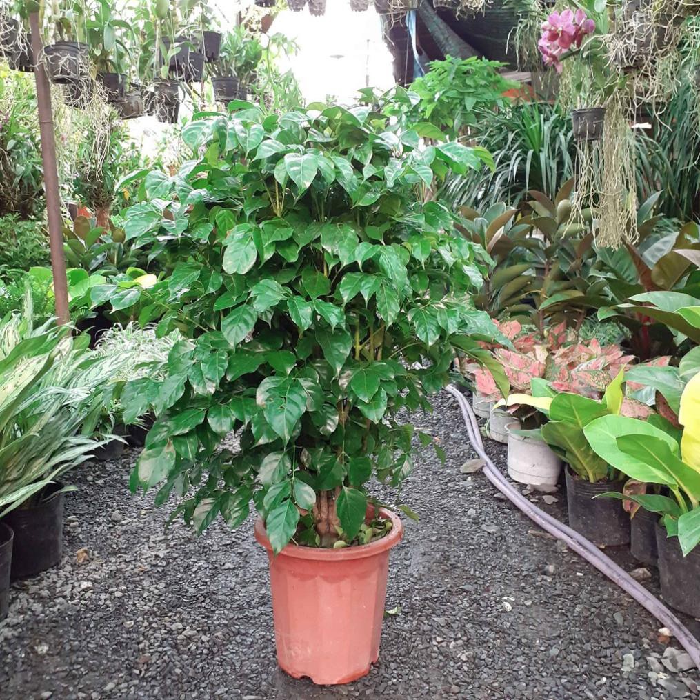 CÂY HẠNH PHÚC, CÂY MANG ĐẾN SỰ ĐẦM ẤM, HẠNH PHÚC CHO GIA CHỦ