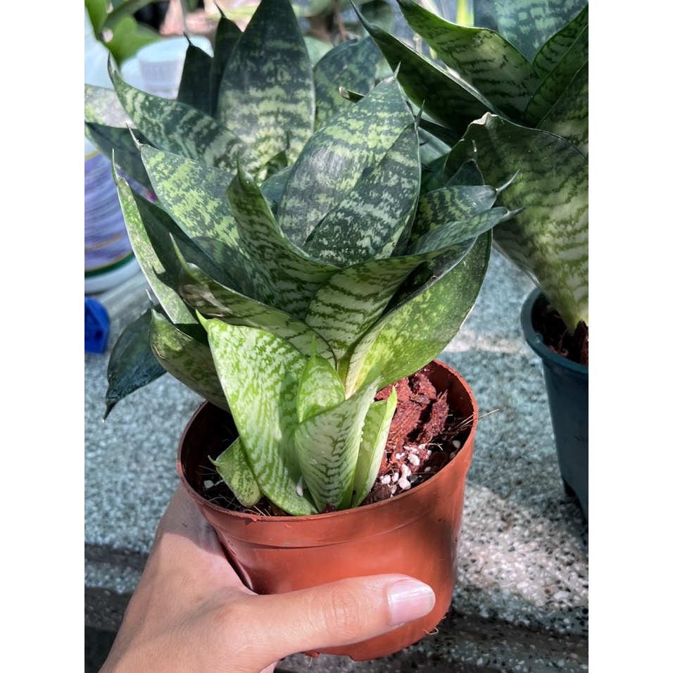 Lưỡi hổ lủn  thích hợp để bàn làm việc