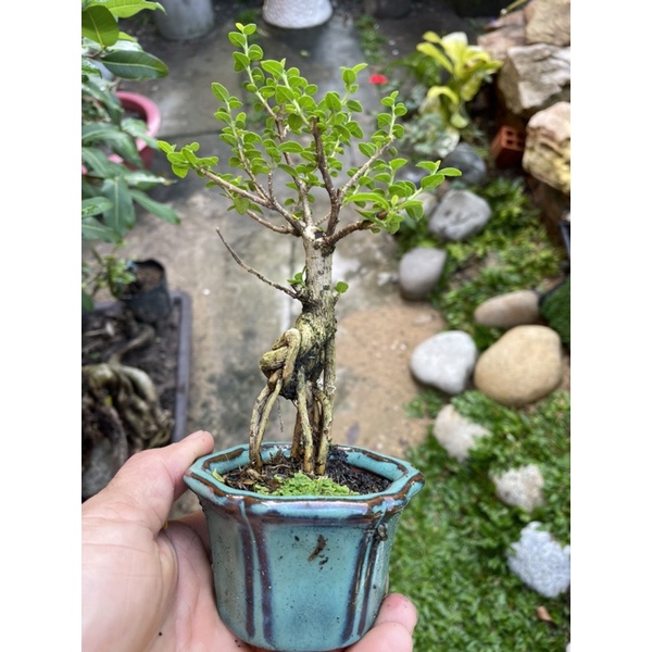Sam hương bonsai mini có chậu tròn