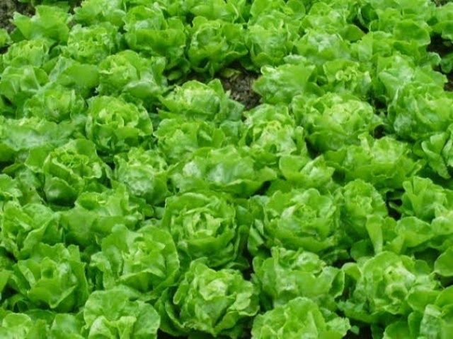 HẠT GIỐNG XÀ LÁCH ĐĂM CUỘN ĐẶC BIỆT 5gr