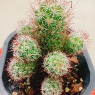 Xương rồng mami