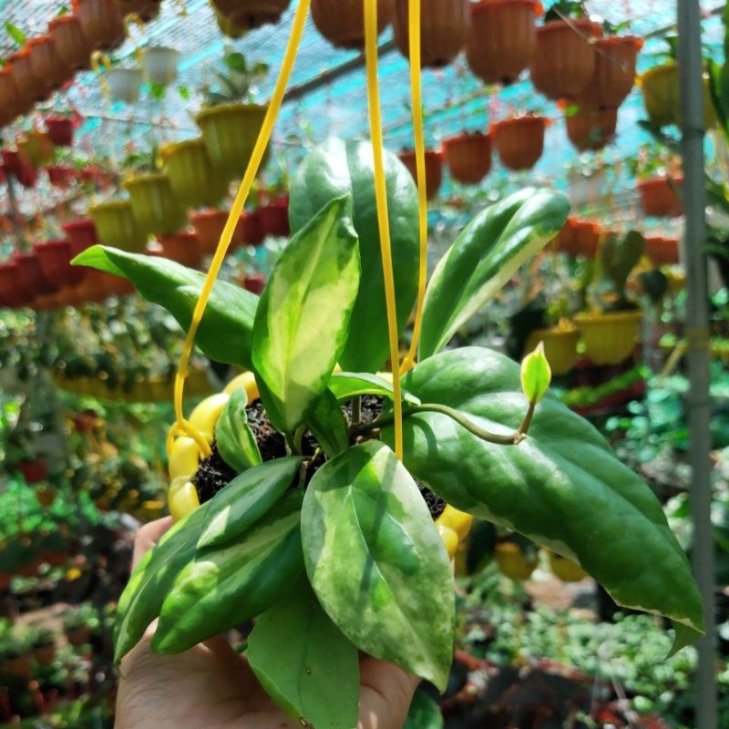 Cẩm cù Hoya Crassicaulis var