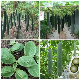 Hạt bí đao chanh, bí sặt - gói 1 gram