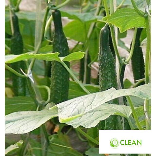 🍀HẠT GIỐNG DƯA CHUỘT KIẾM🍀 DƯA LEO NHẬT NẢY MẦM TRÊN 90%