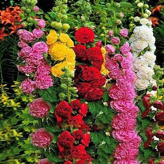 Trọn Bộ Sản Phẩm Trồng Hạt Giống Hoa Mãn Đình Hồng + Bộ Hỗ Trợ 3 Viên Nén và 1 Gói Thuốc Trừ Bệnh