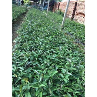 com bo 10 cây giống ba kích