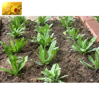 Hạt Giống Rau Ngò Gai/ Mùi Tàu (3 Gr) - Dễ Trồng, Giòn, Thơm - MUA 3 TẶNG 1 CÙNG LOẠI
