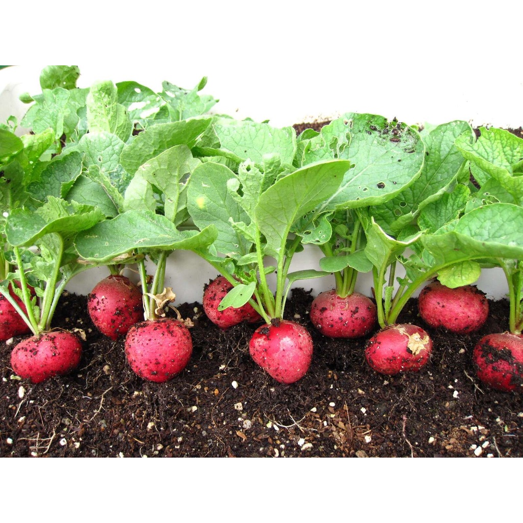 Hạt giống củ cải đỏ tròn cherry nhập thái lan nguyên gói 1gr ~ 60 hạt (Red cherry Belle Radish)