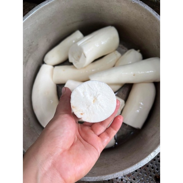 Củ sắn - khoai mì bở tơi, thơm ngon 1kg trồng trên nương điện biên