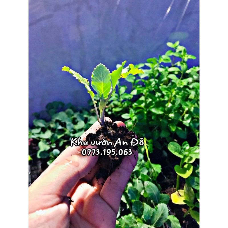 Súp lơ trắng