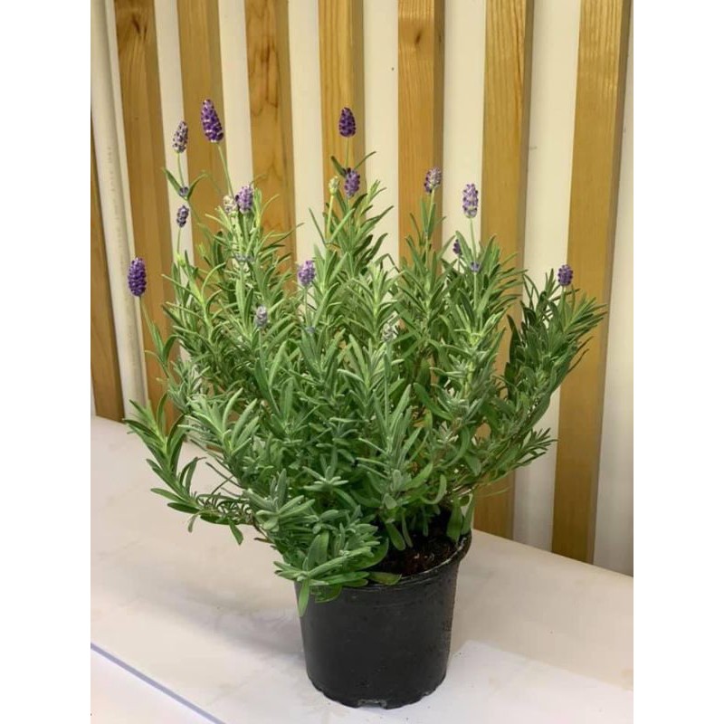 Cây oải hương lavender cây bao đẹp