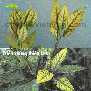 Vi lượng Kẽm Chelate (Zn-EDTA-15) tan hoàn toàn trong nước (gói 100g)
