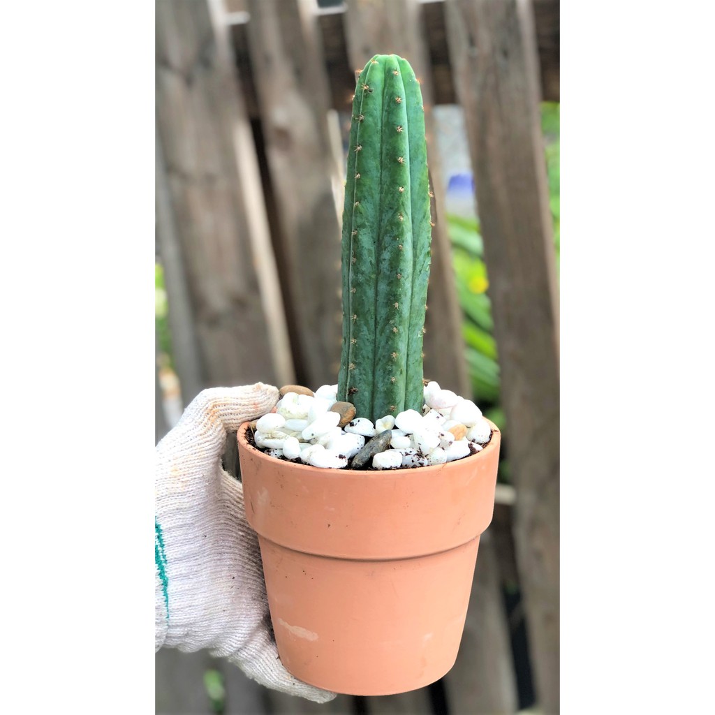 Bộ 10 chậu đất nung trồng xương rồng sen đá Rộng 14 cm x Cao 13 cm