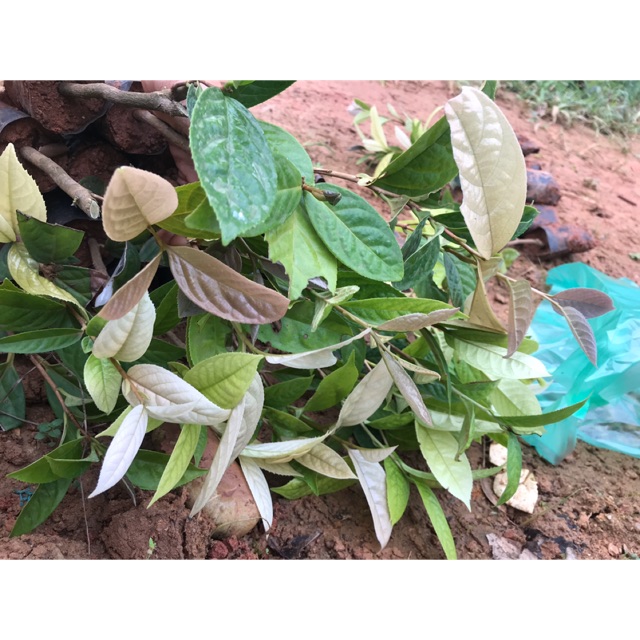 Trà hoa vàng Tam Đảo