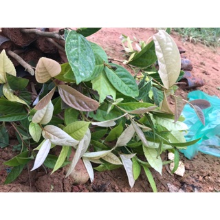 Trà hoa vàng Tam Đảo