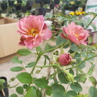Hoa Hồng bụi Nhật Aoi (Hồng Aoi)(tặng kèm phân bón)