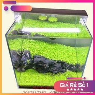 GIÁ CỰC RẺ-Hạt giống thủy sinh các loại trân châu lùn, ngưu mao chiên, thanh điệp, lá tròn, trái tim