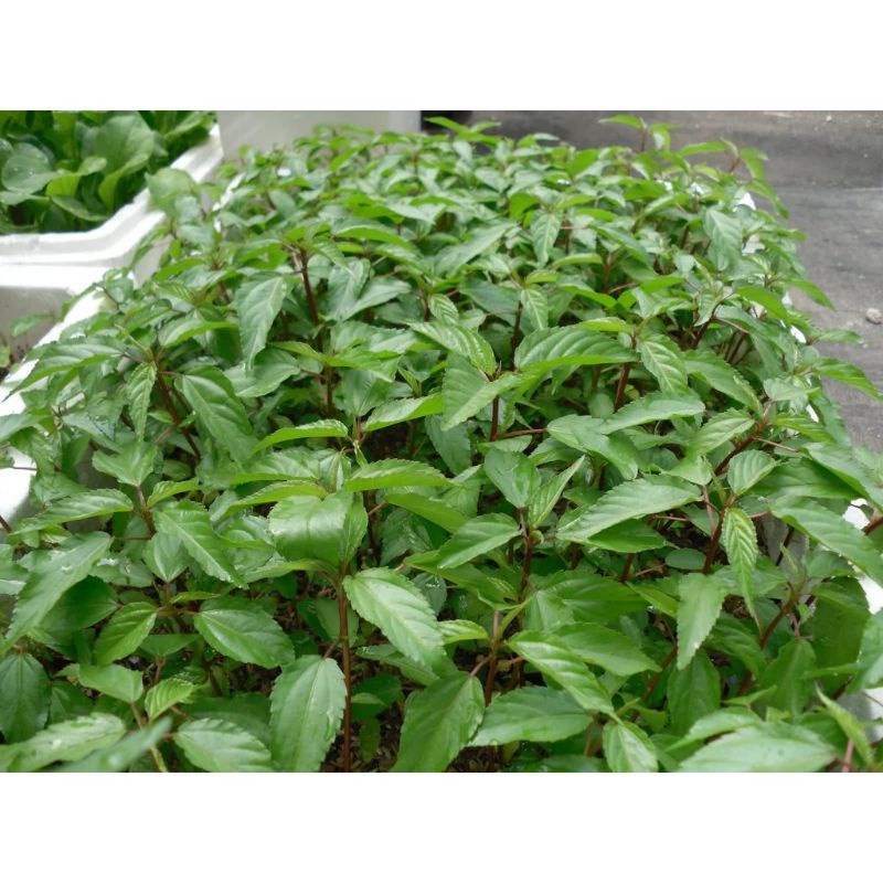 Hạt Giống Rau Đay đỏ cao sản - 20gr