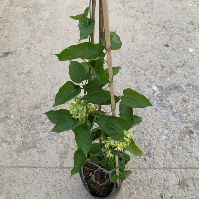 Cây thiên lý leo giàn tường rào dài 55-70cm, trang trí leo ban công và tường rào rất đẹp