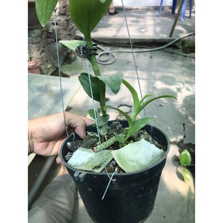 giò hoa lan phi điệp tím gái nhẩy