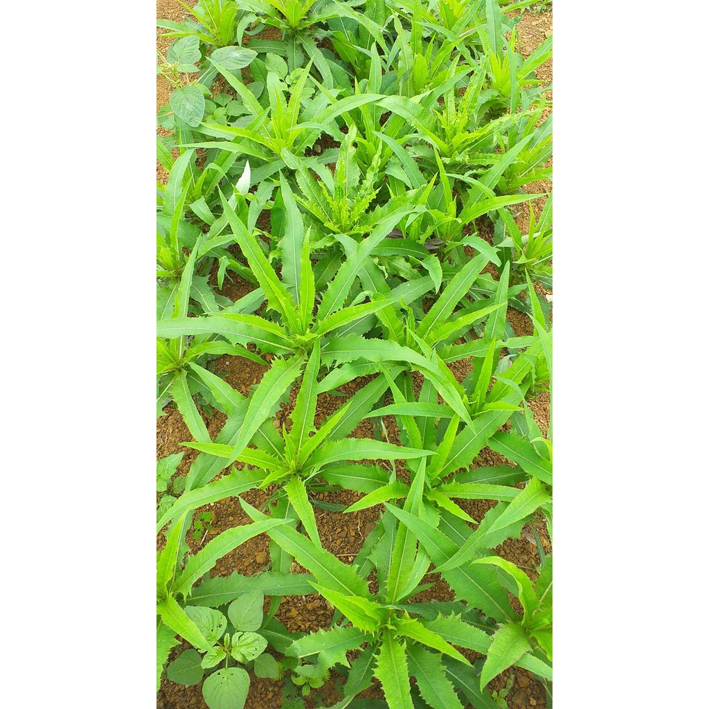 500 hạt rau bồ công anh