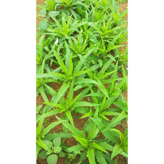 500 hạt rau bồ công anh