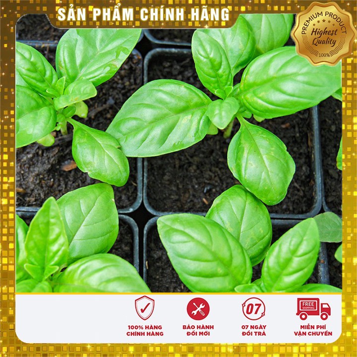 Hạt giống rau húng tây thơm LUCKY SEEDS