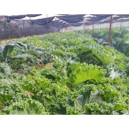 Gói 150 hạt giống cải xoăn kale lên 98%