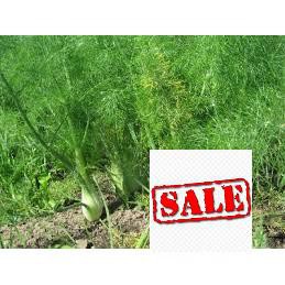 Gói 5 gr hạt giống rau thì là SALE