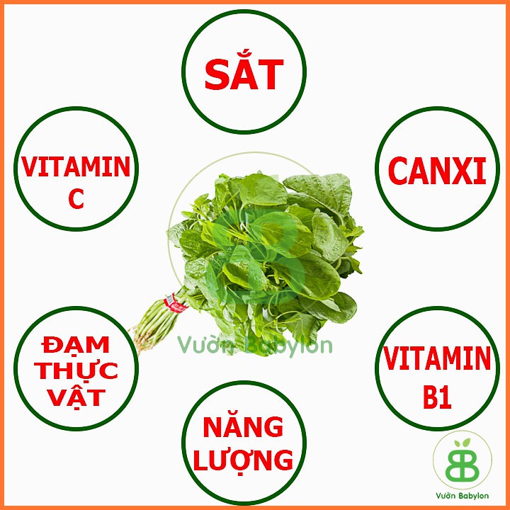 Hạt Giống Rau Dền Xanh Lá Tròn 20Gr Giàu Dinh Dưỡng